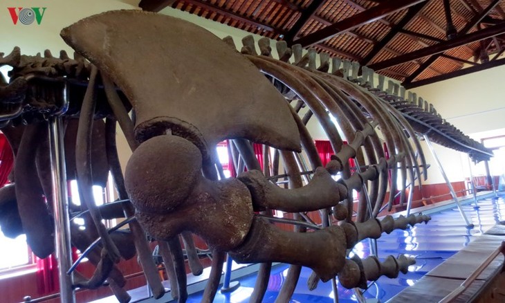 Gros plan sur la plus grande carcasse de baleine d’Asie du Sud-Est - ảnh 3